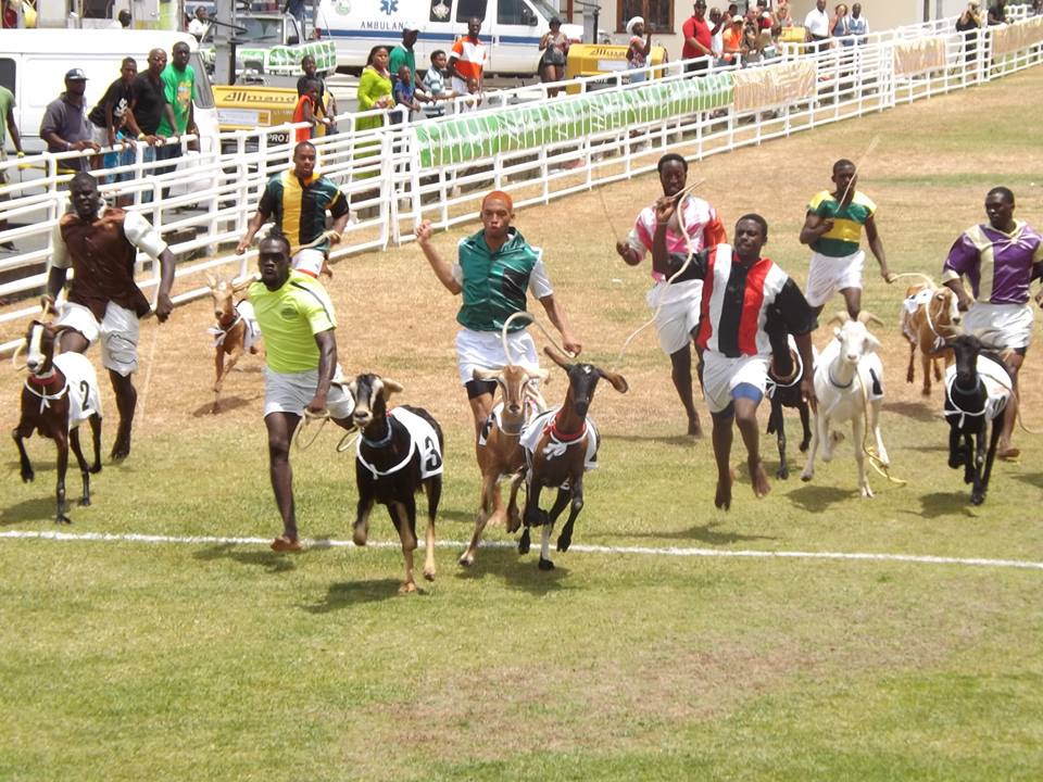 Buccoo Goat & Crab Races Tobago Tours & TAXI